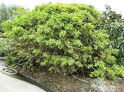 Image result for Combretum xanthothyrsum