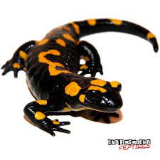 fire salamander