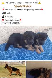 Enter your email address to receive alerts when we have new listings available for black german shepherd puppies for sale. The Breeders Palace Of Black German Shepherd Home Facebook