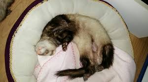 Pin By Kelton On Mes Amours De Furets Ferret Animals
