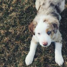 From first meet at 4 weeks to first day home. Pin On Herding Dog Mama