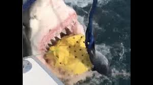 Discovery when faced with bad weather and sharks larger than they expected, these twentysomethings quickly find themselves asking, 'why did we go on shark week?' When Is Shark Week 2021 Silive Com