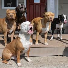 Proven tips from dog experts that has worked for more than 875,000 dog owners worldwide. Seven Rescue Dogs On Misfit Farm Living The Good Life Celebrity Pet Worth