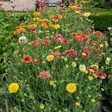 Free for commercial use no attribution required high quality images. Blanket Flower Lorenziana Gaillardia Pulchella Seeds Select Seeds