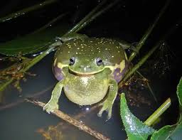 Image result for Cryptolepis hypoglauca