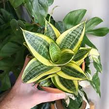 Image result for Sansevieria trifasciata