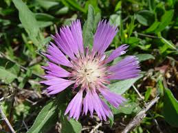 Image result for Centaurea praecox