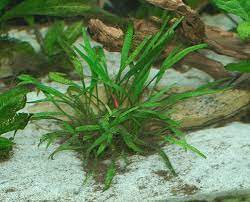Vie­le aqua­ria­ner haben frü­her ange­nom­men, es han­de­le sich um eine art krank­heit. Cryptocorynen Im Aquarium Alle Infos Und Details