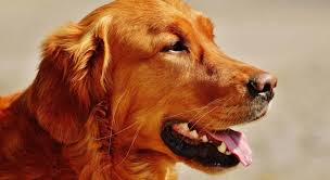 Geriatric dogs may develop hyperthyroid as a result of carcinoma of the thyroid gland. Hypothyroidism In Dogs Veterinary Teaching Hospital Washington State University