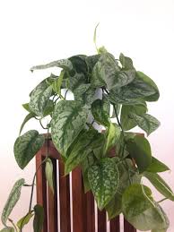 Large Silver Splash Pothos Air Purifying Indoor Plant Live Etsy Hanging Plants Indoor Air Purifying Plants Indoor Plants