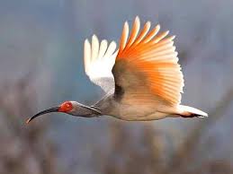 rare animals top 10 rarest birds in the world rare animals rare birds bird species