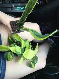 Check spelling or type a new query. Got A Few Chameleon Safe Plants For Dave From The Local Reptile Store Chameleons