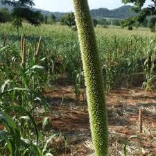 Image result for Cenchrus trachyphyllus