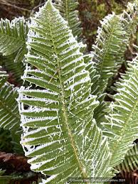 Image result for Polystichum transvaalense