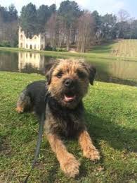 Most akc forms and applications can be downloaded from this page. 120 Border Terriers Ideas In 2021 Border Terrier Terrier Brown Dog