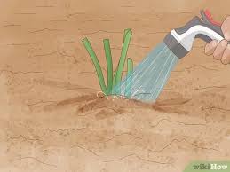 When to transplant peonies the best time to transplant peonies is in september when they're past their summer growth and entering winter dormancy. How To Divide And Transplant Peonies 11 Steps With Pictures