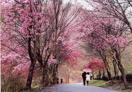 Mau Menikmati Eksotisnya Bunga Sakura Di Korea Selatan Catat Tanggalnya Panduan Wisata Keliling Dunia