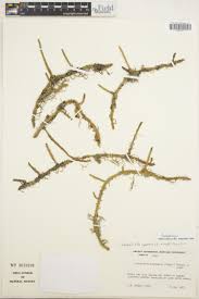 Image result for Lycopodiella caroliniana