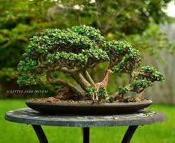 Portulacaria Afra Dwarf Jade Bonsai Tree Forest By Little Jade Bonsai Jade Bonsai Bonsai Forest Bonsai Tree