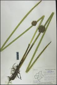 Image result for Schoenoplectiella articulata