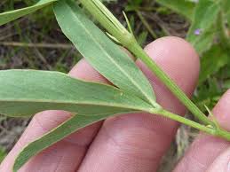 Image result for Tephrosia acaciifolia