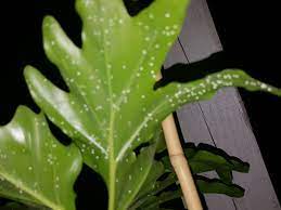 Early on, downy leaf spot presents itself as small (about 1/8 to 1/4 inch (3 to 6 mm.)), white, furry areas on the underside of the leaves, and pale green spots on the upper side. What Are These White Specks On My Plant 368599 Ask Extension