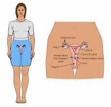 This happens when the cancer begins to lack oxygen, causing an infection. Cervical Smear Tests What Women Need To Know English Version Healthed