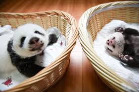 Pin On Pandas