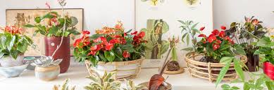Anthuriums grow well in pots, but they require plenty of care and maintenance. Stolk Brothers