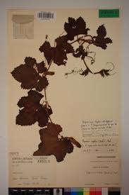 Image result for Peponium vogelii