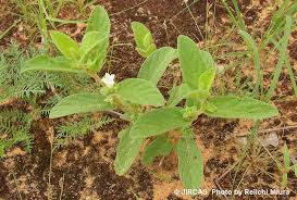 Image result for Ipomoea coscinosperma