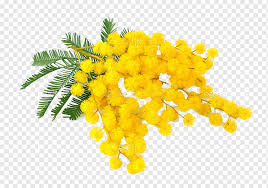 For international women's day and people across the world took to the streets to advocate for equal rights. International Women S Day Acacia Dealbata Woman Italy Torta Mimosa Woman Child People Twig Png Pngwing