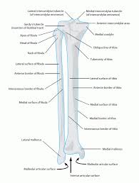 The tibia, commonly known as the 'shin bone', is the largest and most medial of the two.you can palpate its anterior border when you run your finger down the anterior aspect of your leg. Fibula Anatomy Docpods