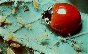 Pest pro exterminating co, inc : Using Integrated Pest Management In Greenhouses And Herbaceous Nurseries Mu Extension