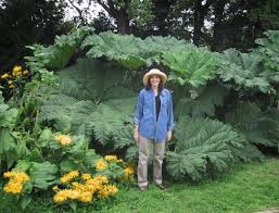 Image result for Gunnera