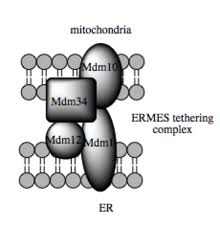 Mitochondria are unlike most organelles. Mitochondrion Wikipedia