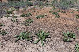 Image result for Rumex ruwenzoriensis