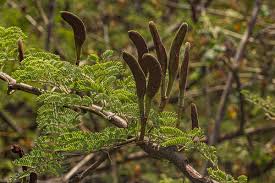 Image result for Acacia hebeclada