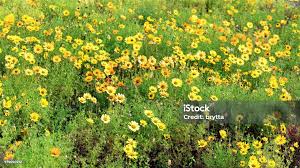 Image result for Ursinia montana