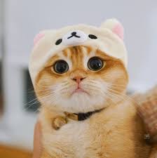 Add curved lines to the front of the paws to look like toes. Who Wouldn T Want To Be A Cute Bear Anak Kucing Gemas Anak Kucing Menggemaskan Bayi Kucing