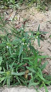 Image result for Leucas