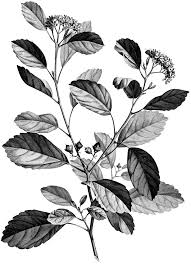 Antique Botanical Prints Black And White 4 Black And White Botanical Stems Images Black And White Leaves Black And White Flowers Flower Drawing