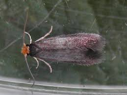 Image result for Stigmella pyri