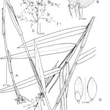 Image result for Panicum habrothrix