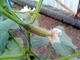 можно ли сажать помидоры по два в лунку видео Pochemu Sohnut Ogurcy Kaktus Rasteniya Ovoshnoj Ogorod Teplica