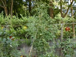 Cute diy tomato cages from get busy gardening. How To Stake Support And Prune Tomato Plants Hgtv