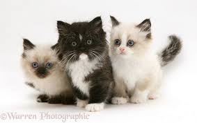 Birman Ragdoll Mix Kittens For Sale Birman X Persian Kittens Kittens Persian Kittens Cats And Kittens