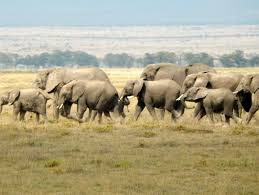 Download this free photo about herd of elephants, and discover more than 8 million professional stock photos on freepik. A Herd Or More Correctly A Parade Of Elephants Photo