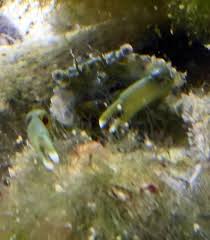 It is sometimes kept in reef aquaria. Mithraculus Sculptus Grune Spinnenkrabbe Nemo Aquaristik