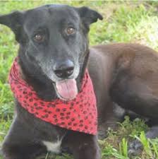 Nice Time Is Up For Homeless Senior German Shepherd With Most Cancers Check More At Http Worldnewss Net Time Is Up For Homeless Senior German Shepherd With Mo